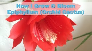 How I Grow Bloom Epiphyllum Orchid Cactus [upl. by Ammej]