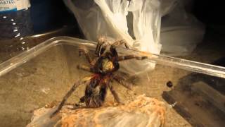 Mini Tarantula Vid 7 [upl. by Waddell221]