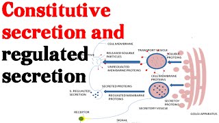 Constitutive secretion and regulated secretion  protein secretion pathway [upl. by Adnek]