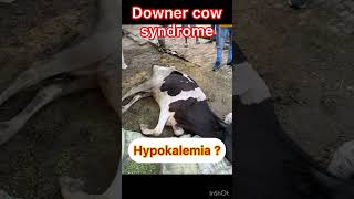 Hypokalemia l Downer cow syndrome l dr Umar khan [upl. by Ujawernalo]