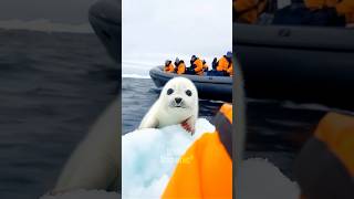 They saved this baby seal 😍 animalrescue wildlife cuteanimals seal shorts [upl. by Howland]