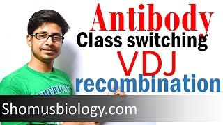 VDJ recombination  antibody class switching [upl. by Sims]