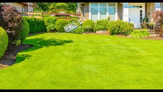 Repair patches in lawn with over seeding [upl. by Nims]