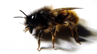 Osmia bicornis rufa  Rote Mauerbiene  Red Mason Bee [upl. by Ggerk]