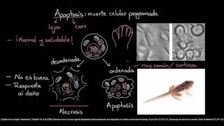 Apoptosis  Biología del desarrollo  Biología  Khan Academy en Español [upl. by Neona]