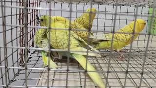 Fallow Budgies and Spangle Budgies FARM BREED [upl. by Ydnat]