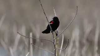 Male Redwinged Blackbird Call Agelaius phoeniceus HD by Sayre Nature [upl. by Reivax525]