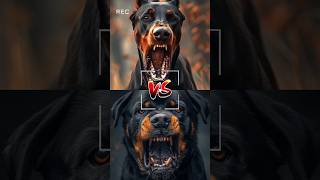 Doberman VS Rottweiler Bull dog VS [upl. by Wichern]