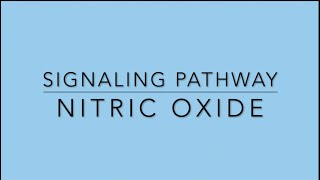 Nitric Oxide Signaling Pathway [upl. by Caleb]