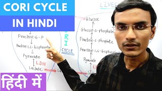 Cori Cycle in Hindi [upl. by Elehcin]