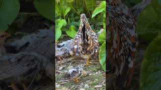 Bavarian bantam chickens Most beautiful hens and roosters Bayerische Landzwerge hühner chickens [upl. by Ermey323]