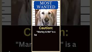 The Worlds Worst Dog Meet the MARLEY amp ME Labrador 🐶 [upl. by Valorie]