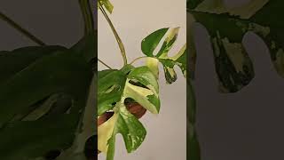 Monstera Tetrasperma Variegated trending top10 viralvideo fyp plants reels subscribe like [upl. by Llet]