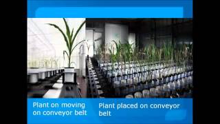 conventional Phenotyping Vs High Throughput phenotypingwmv [upl. by Alliscirp]