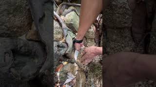 I found gold stuck in the roots of a tree😱😱💰 really fun fyp video shorts [upl. by Yme350]