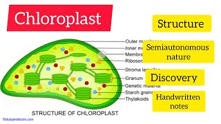 chloroplast structure discoverysemi autonomous nature hpu handwrritenotes cellbiology [upl. by Alvina376]