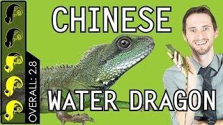 Chinese Water Dragon The Best Pet Lizard [upl. by Drahsir544]