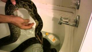 Splish SplashMy Big Snake Takin A Bath [upl. by Lemal]