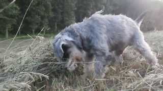 Miniature schnauzer hunting 12 years old [upl. by Chesnut]