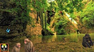 Jungle Sounds  Rainforest Ambience and Animals Sounds for Sleeping Studying Relaxation  8 Hours [upl. by Schultz223]