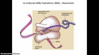 Trascrizione e traduzione [upl. by Alletsyrc]