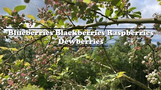 Spring Berry Garden Tour in the Mountains  Blueberries Blackberries Raspberries amp Dewberries [upl. by Trask]