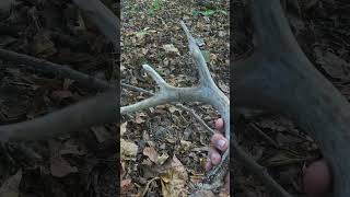 Deer shed find [upl. by Ladnyc931]