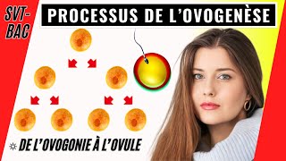 Ovogenèse chez la femme comment se forment les ovules [upl. by Anivad588]