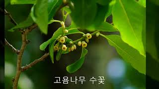 양귀비의 식물도감 고욤나무 Diospyros lotus  잎 암꽃 수꽃 열매 겨울눈 수피 [upl. by Theodore]