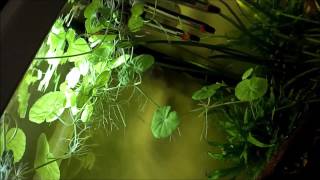 Rasbora espei breeding 2 [upl. by Tanaka]