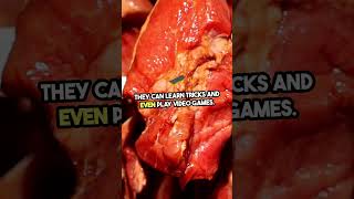 Shocking Facts About Pork You Need to Know viralvideo shocking facts [upl. by Fairleigh819]