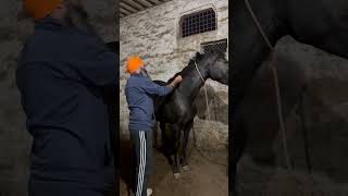 shortsfeed horse stallion punjabimusic horselover stalliongroup punjabisong horseriding [upl. by Mistrot]