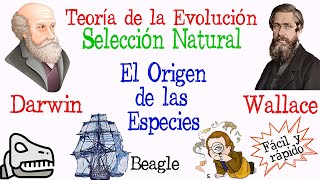 🐚Teoría de la Evolución Darwin y Wallace🔍 Fácil y Rápido  BIOLOGÍA [upl. by Hilton]