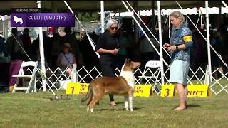 Collies Smooth  Breed Judging 2022 [upl. by Worsham]