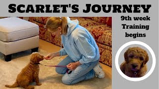 Training a Goldendoodle Puppy at 9 weeks old [upl. by Notlehs]