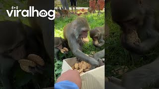 Monkeys Eat Many Cookies  ViralHog [upl. by Elwyn848]