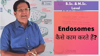 What Are Endosomes  BSc amp MSc Level [upl. by Kasevich989]