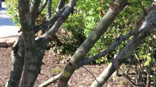 Lacebark pine Pinus bungeana  Plant Identification [upl. by Namaj]