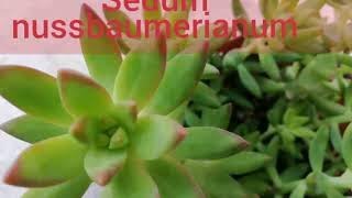 Sedum nussbaumerianum [upl. by Quintie985]