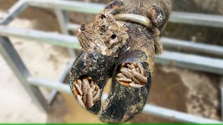 CutTrim and Cleaning  The Shocking Truth About Trimming Injured Hooves in Cows [upl. by Adnamaa]