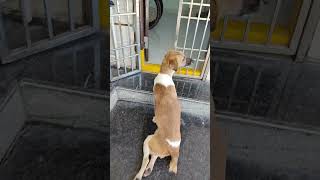 Paralysis dog 😭 dogsound doglover puppy cutebaby subscribenewshorts viral trending rescue [upl. by Thora675]