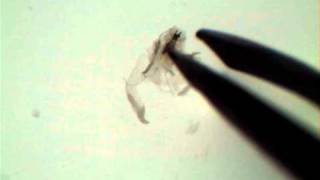 Drosophila Salivary Gland Dissection [upl. by Ilojne]