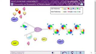 NUCLEOSOME ASSEMBLY [upl. by Hayikaz29]