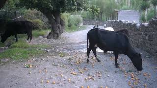 process of Collection of Apricots at mountain areasvillage lifestyle [upl. by Legyn174]