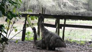 emus mating [upl. by Blondy]