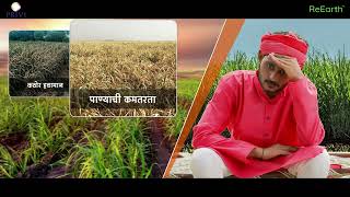 Sucane gold  Powerful Fertilizer for Sugarcane [upl. by Ayat]