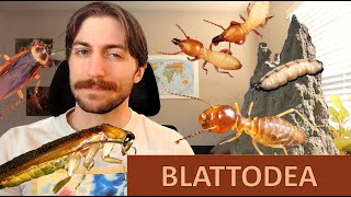 Blattodea Roaches and Termites  Order Spotlight [upl. by Yelserp]