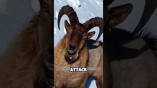 Golden Eagle vs Himalayan Ibex A Predator’s Ruthless Hunt shorts viralvideo [upl. by Ardnala]