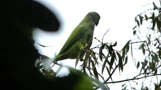 Rose ringed parakeet  bird call [upl. by Ojeibbob960]