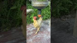 अब मुर्गियों को दाना डालने की जरूरत नहीं 🐔 [upl. by Floyd]